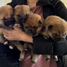 Shiba Inu puppies from Tokubetsuna Shibas