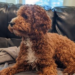 Willow - Cavapoo