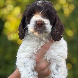Presley - Brown and white female Cockapoo puppy in Arizona from Copper State Cockapoos