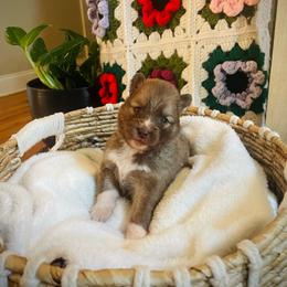 Bear - Red and white male Pomsky puppy in Greenville, South Carolina from Thicketty Mountain Pomskies