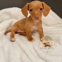 Leila (Layla) - Cream female Dachshund puppy in Lumber City, Georgia from Willow Run LLC