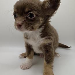 Bracco Italiano and Chihuahua Puppies from Snow Peak Kennel