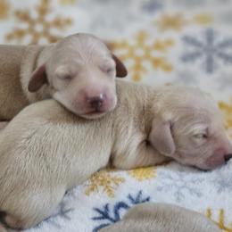 Boy 1 - Cream male Dachshund puppy in Pasco, Washington from Loyal Lil Dachshunds