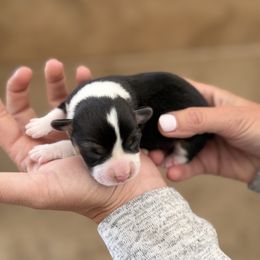 Pumpkin - Black and tan female American Corgi puppy in Bayard, Nebraska from Puppies by Alies