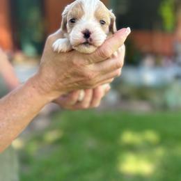 Cooper - Blenheim male Cavalier King Charles Spaniel puppy in Atoka, Oklahoma from Rohus Puppies