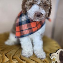 Sunny - Apricot male Goldendoodle puppy in Decatur, Tennessee from Diamond's Doodles