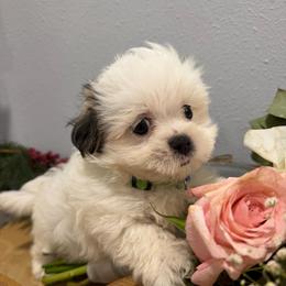 Snowball - White male Maltipoo puppy in Chariton, Iowa from Mia Lucky Home