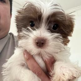 Wade - Parti male Yorkshire Terrier puppy in Rochester, New York from Tnt Yorkies and Cosmic corgis