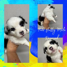Axle - Brindle merle and white male American Corgi puppy in Hico, Texas from Chisholm Trail Kennels