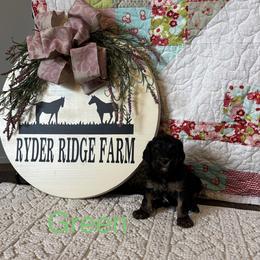 Green - Black and tan male Cavapoo puppy in White Sulphur Springs, West Virginia from Ryder Ridge Farm