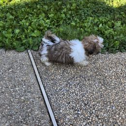 Max - Gold and white male Shih Tzu puppy in Hampstead, Maryland from Shawny's Shih Tzus