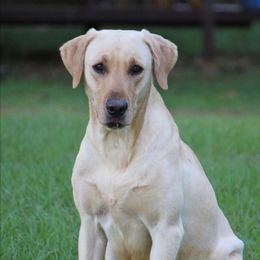 DJ - Labrador Retriever