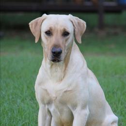 DJ - Labrador Retriever