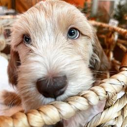 Goldendoodle Puppies from Lundee Doodles