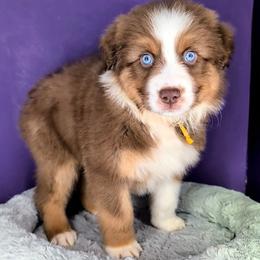Quinn4Boy3- RTM,NBT,AKC,OFA,Genetics - Red tri-color male Australian Shepherd puppy in South Hill, Virginia from Silverside Aussies LLC