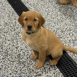 Green Boy - Golden male Golden Retriever puppy in Kentucky from Greenridge Kennels