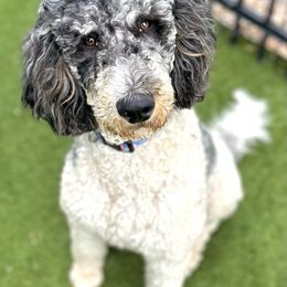 Gracie - Bernedoodle