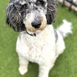 Gracie - Bernedoodle