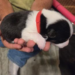 Black white boy Red - Black and white male Border Collie puppy in Bradley, South Carolina from DiCola Farm