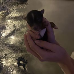 Boy 2 - Black and tan male Yorkshire Terrier puppy in Grant Town, West Virginia from Lauren's Yorkshire Terriers