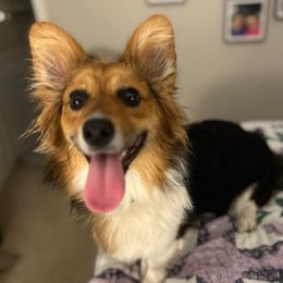 Vienna - Pembroke Welsh Corgi