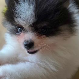 AKC Adkpom Apollo black and tan parti - Black and tan parti male Pomeranian puppy in Gloversville, New York from ADKPOM Adirondack Pomeranians