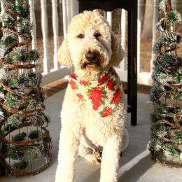 Lily  - Goldendoodle