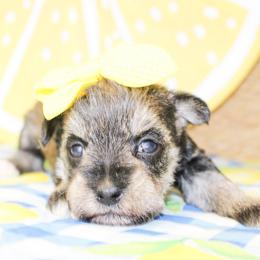 Gracie - Salt and pepper female Miniature Schnauzer puppy in Antlers, Oklahoma from Rocking H