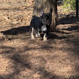Teddy - Tricolors male French Bulldog puppy in Minco, Oklahoma from Findley’s Furbabies