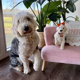 The Little Explorer- Orange collar - Black and white female Sheepadoodle puppy in Camden, North Carolina from Luv My Doodle