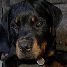 Rottweilers from Vom Haus Bradford