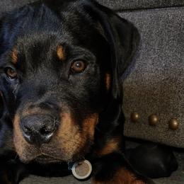 Rottweilers from Vom Haus Bradford