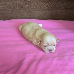 Female 1 - Lilac female Shih Tzu puppy in Meadows Of Dan, Virginia from Walt’s Shih Tzus