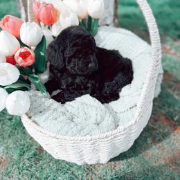 Boy 1 - male Poodle puppy in Oregon from Dutton’s Doodles