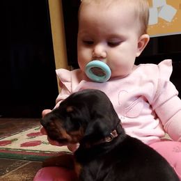 Doberman Pinscher Puppies from Makkr Ridge Dobermans