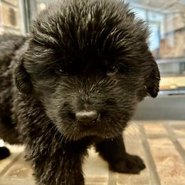 White Girl - Black female Newfoundland puppy in Seffner, Florida from Tampa Bay Farm