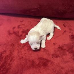 Tofu - Tri-color male Coton de Tulear puppy in Avery Creek, North Carolina from AVLCOTONLOVE