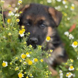 Girl 1 - Black and tan female German Shepherd puppy in La Salle, Colorado from Pure Heart German shepherds