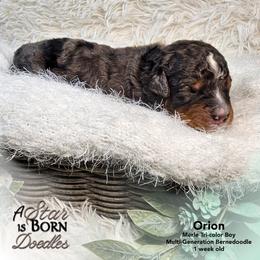 Orion - Orange Collar - Blue merle male Bernedoodle puppy in Jackson, Michigan from A Star is Born Doodles