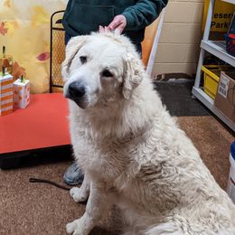 O'rion - Kuvasz