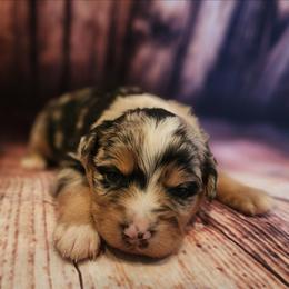 Charlie - Blue merle male Miniature Australian Shepherd puppy in Macomb, Missouri from Faunus Farms and Aussies