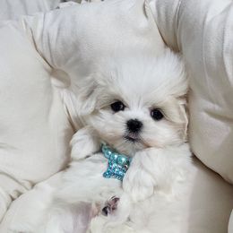Cavapoo, Maltese, Maltipoo, and Poodle Puppies from Mt.BakerPoodles&Doodles