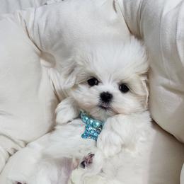 Cavapoo, Maltese, Maltipoo, and Poodle Puppies from Mt.BakerPoodles&Doodles