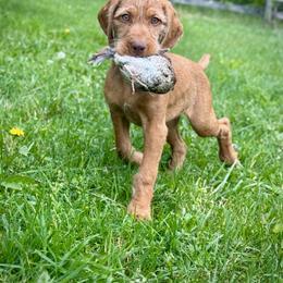 Wirehaired Vizsla Puppies from Cave Canis Kennels