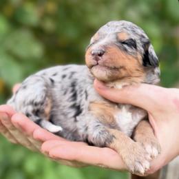 Alpine - Merle female Bernedoodle puppy in Glendale, Arizona from Arizona Bernedoodles