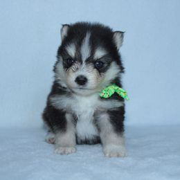 Baby - Black and white male Pomsky puppy in Clarkston, Utah from Red Rock Ranch Breeders