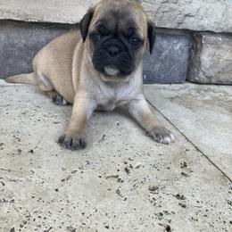 Boy 2 - Fawn male Pug puppy in Brooksville, Florida from Windsorsprings