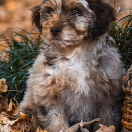 Aussiedoodles from Leafy Acre Mini Farm