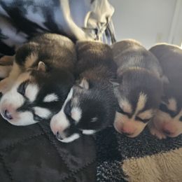 Pomsky Puppies from Peoria Pomskies