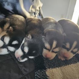 Pomsky Puppies from Peoria Pomskies